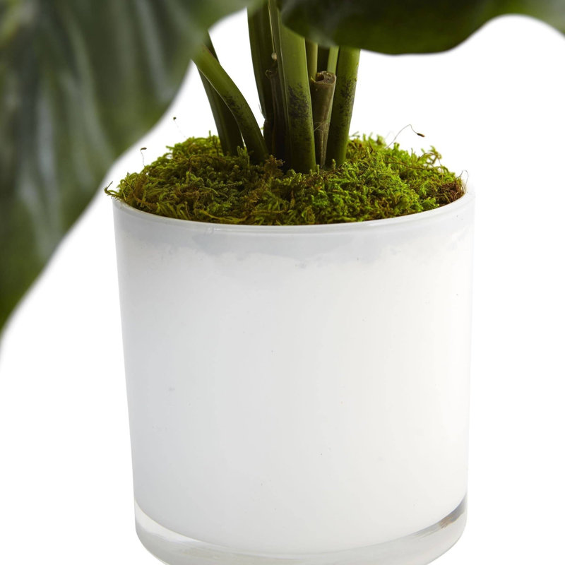 Spathifyllum Silk Plant in Glass Planter