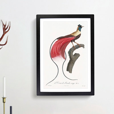 Red Bird of Paradise by Jacques Barraband - Picture Frame Painting Print on MDF