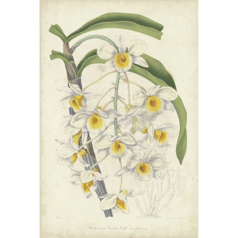 Orchid Delight III, H 18 po x l 12 po x P 1,25 po