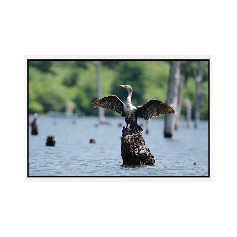 Airing It Out by David Gardiner - Wrapped Canvas Print, White Framed, 66.04 cm H x 45.72 cm W