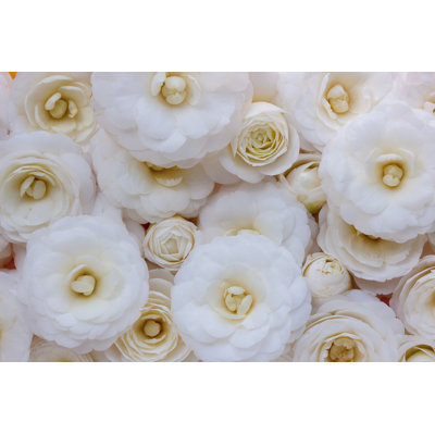 " Camellia Flowers " by Shinji Ichikawa