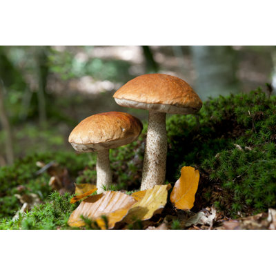 «Mushroom» par Hipoto40 - Photographie sur toile tendue