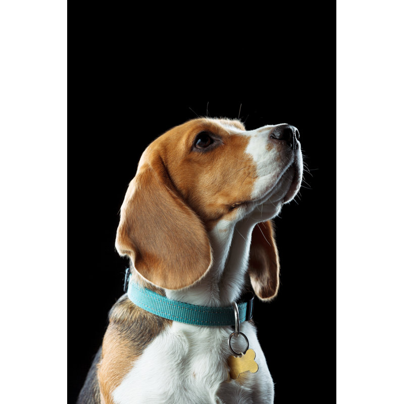 Young Beagle par Druvo, H 36 po x l 24 po