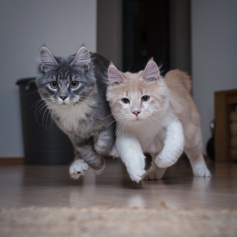 Maine Coon Cat - Photographie sur toile tendue, H 12 po x l 12 po
