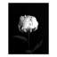 « white rose on black background », reproduction de photo sur toile