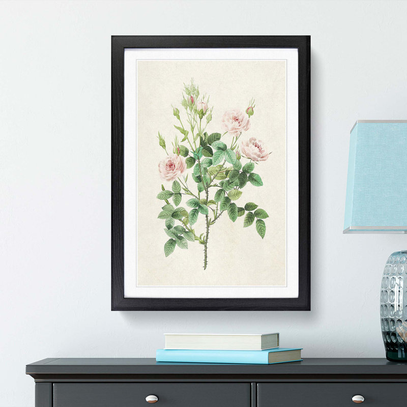 Pompon Roses by Pierre-Joseph Redoute - Picture Frame Painting Print, 65cm H x 48cm W x 2cm D, Black Framed