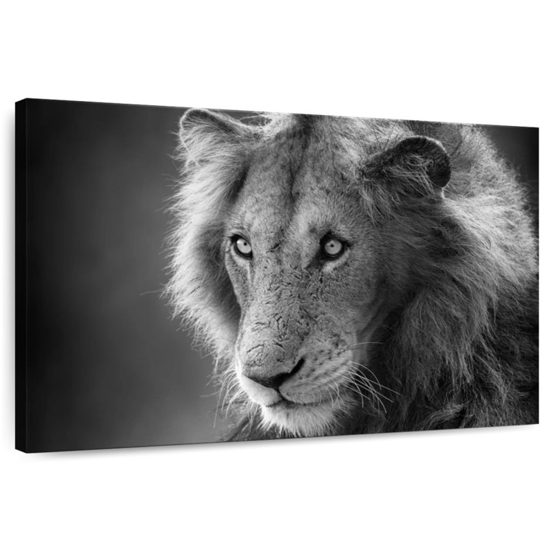 Brampt Monochromatic Wild Lion, 34" H x 51" W