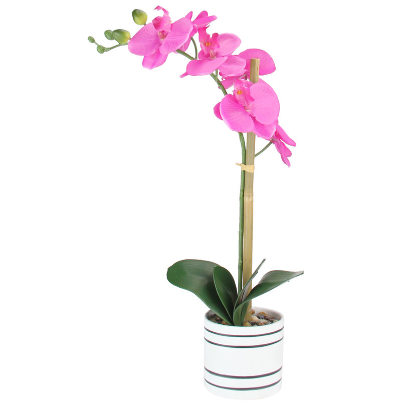 Orchidée rose et verte 18,5 "en pot