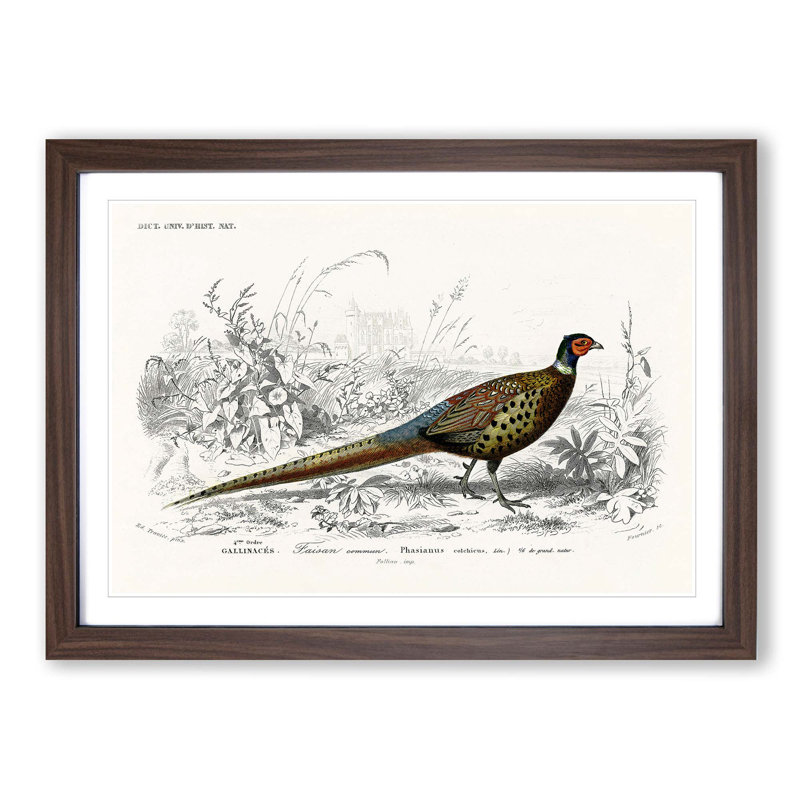 Pheasant Illustration by Charles D' Orbigny - Picture Frame Painting Print on MDF, 27cm H x 36cm W x 2cm D, Walnut Framed