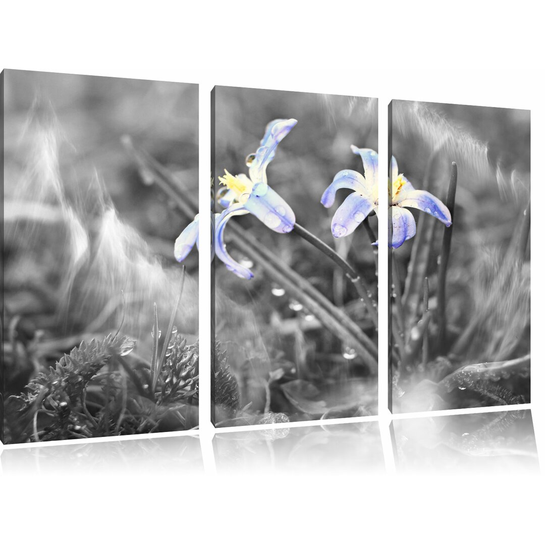 3-tlg. Leinwandbilder-Set Schöne kleine Waldblume, Grafikdruck 