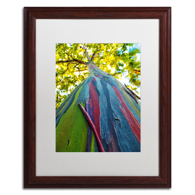 " Rainbow Eucalyptus Tree " by CATeyes