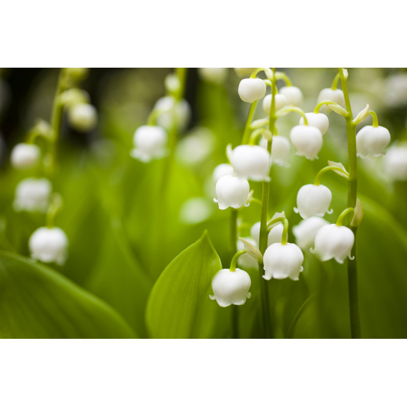Lily Of The Valley by Oluolu3 - Wrapped Canvas Print, 30cm H x 46cm W
