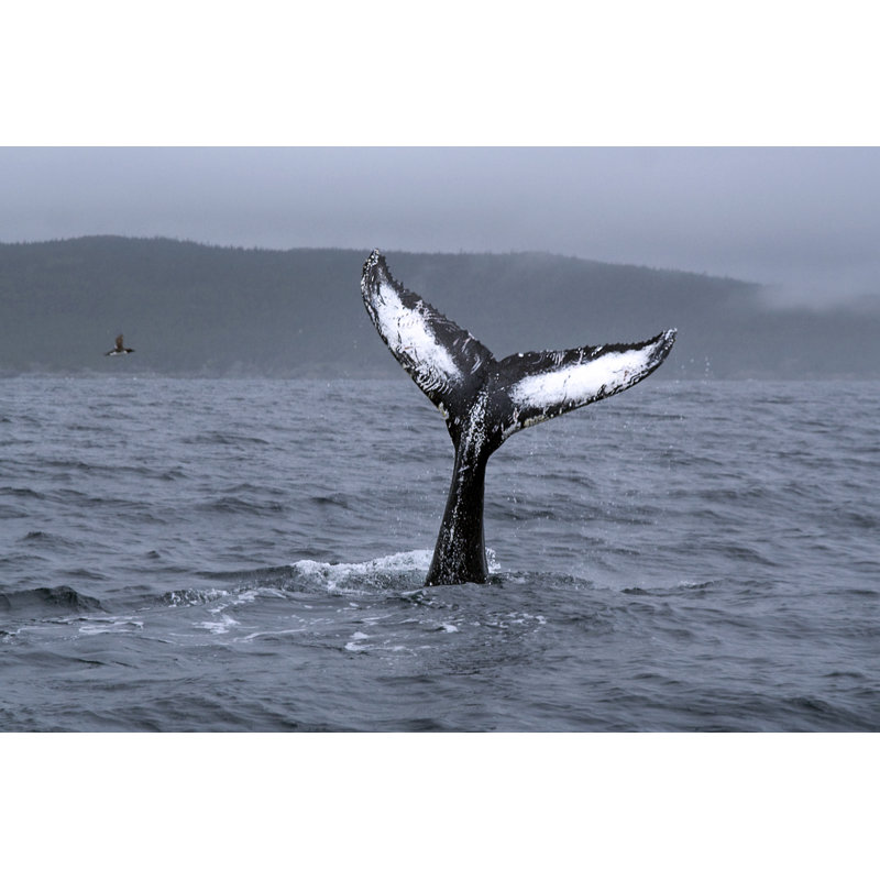 Baleine à bosse par Liz Leyden, H 12 po x l 18 po