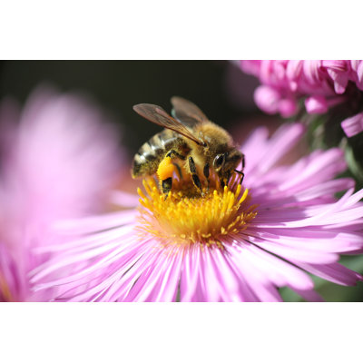 Bee On Autumn Aster by Anrivona - Wrapped Canvas Print