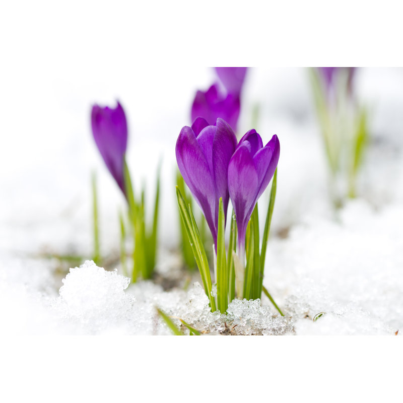 " Violet Crocuses ", 32" H x 48" W