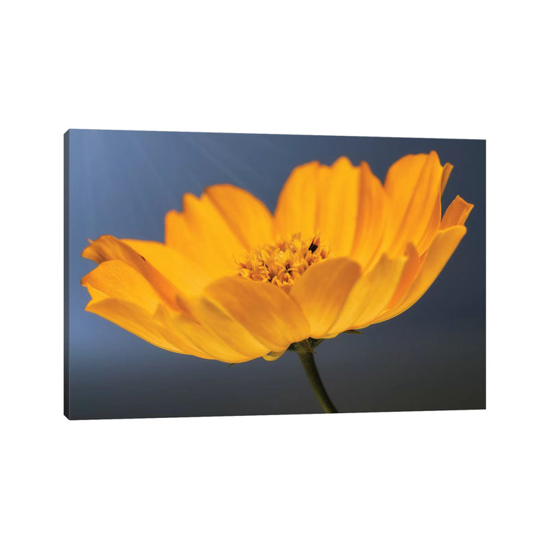 Yellow Flower Of Calendula by Glauco Meneghelli - Wrapped Canvas Print, 20.32cm H x 30.48cm W x 1.9cm D
