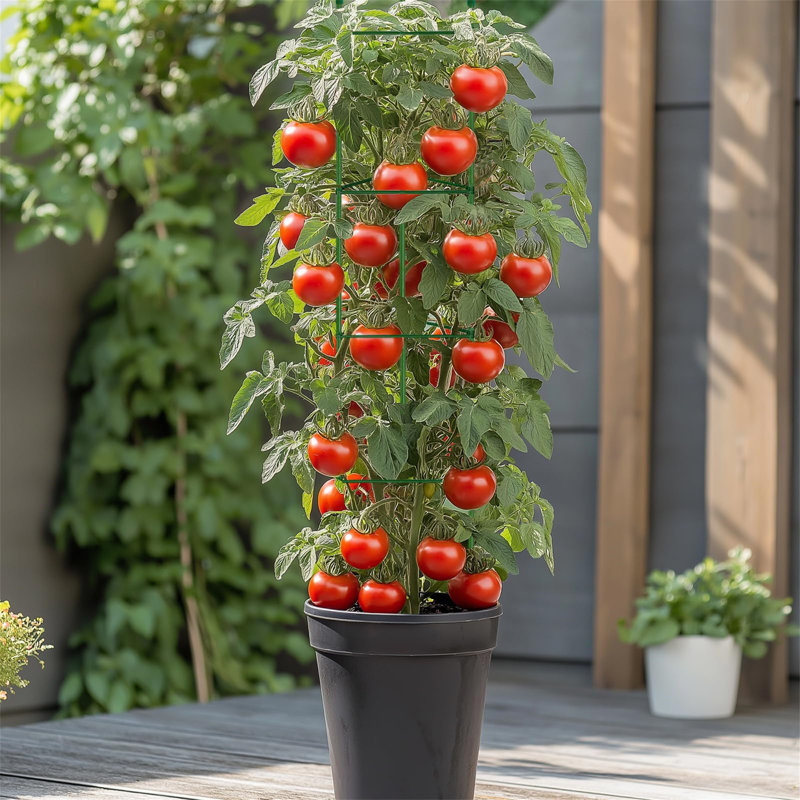 145cm H x 10cm W Plastic Arched