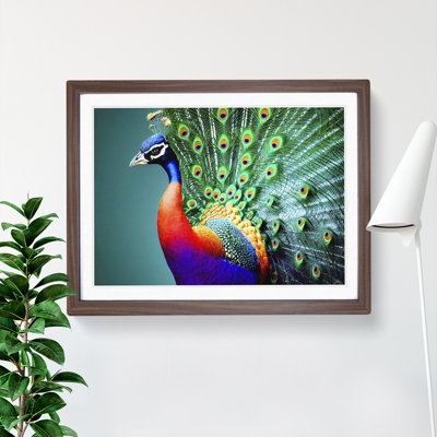 Blossoming Peacock - Single Picture Frame Print