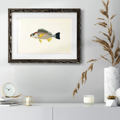 " Tropical Fish Collection III "