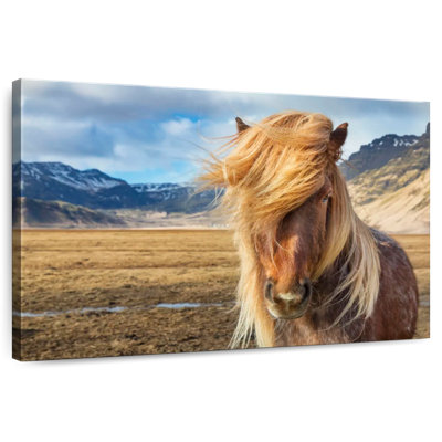 Brampt superbe cheval Islandais