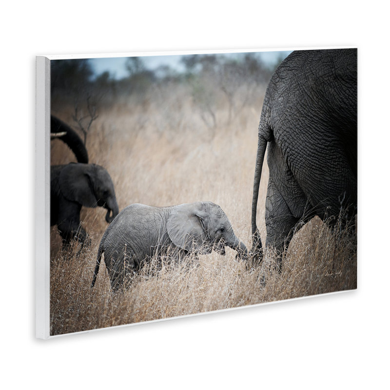 «Baby Elephant Strolling», art mural par Sharon Vardy, H 10 po x l 15 po