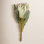 Large Protea Stems