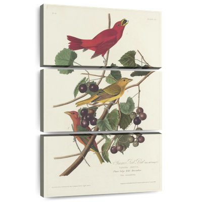 Oiseau rouge Brampt