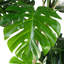 150Cm Artificial Monstera Tree in Pot