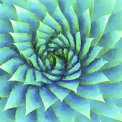 Succulente VI 1 Piece Wrapped Canvas Painting