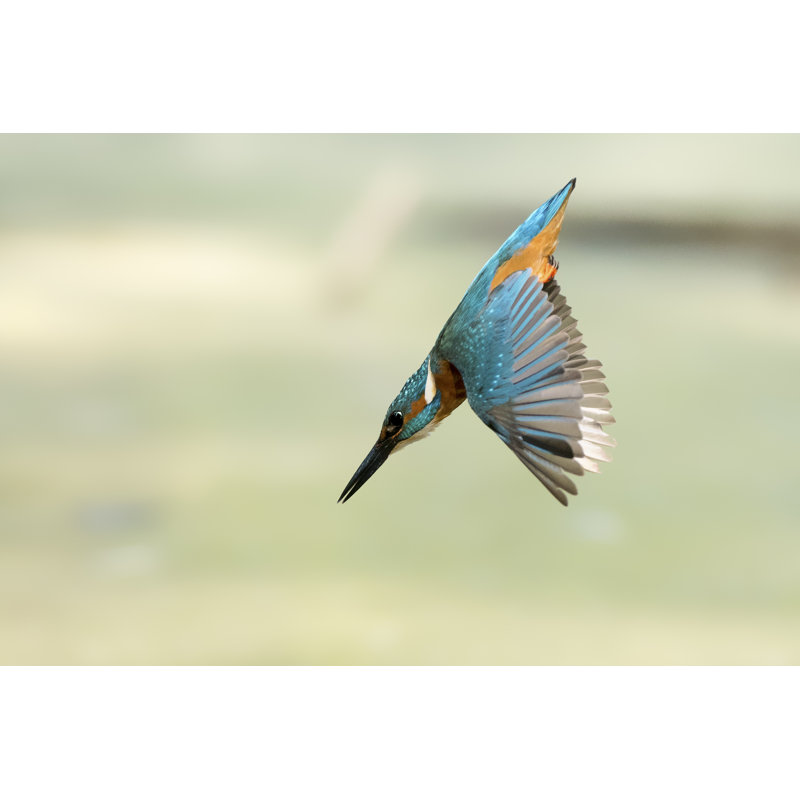 «King Fisher Diving» - Photographie sur toile tendue, H 12 po x l 18 po