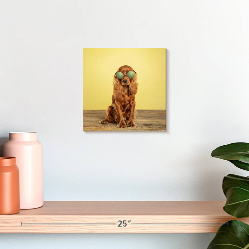 Crowle Cool Cocker Spaniel