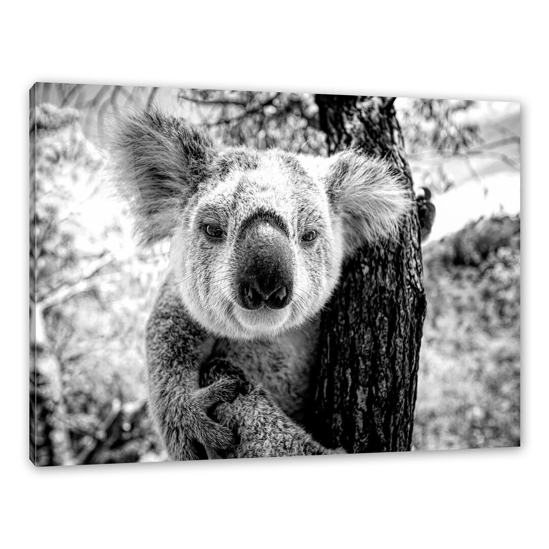 Leinwandbild Neugieriger Koala am Baum Nahaufnahme