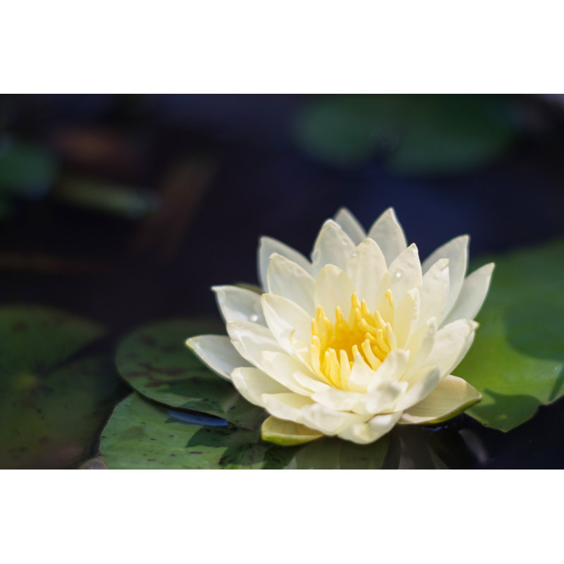Laython White Lotus In Pond - Wrapped Canvas Print, 30cm H x 46cm W 3.8cm D