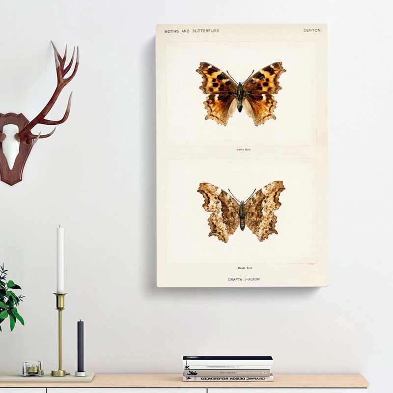 Compton Tortoiseshell Butterfly by S.F. Denton - Wrapped Canvas, 60cm H x 40cm W x 3cm D