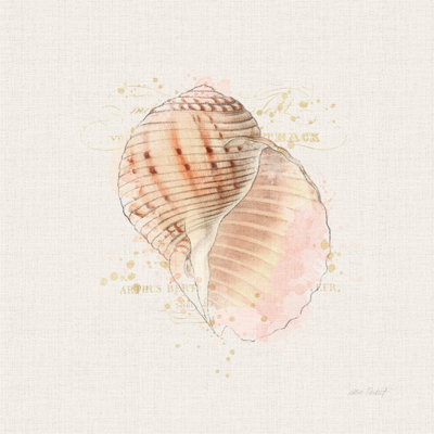 " Shell Collector V " by Katie Pertiet Painting Print