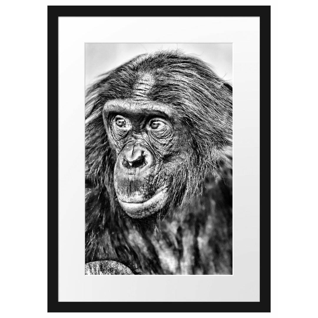 Gerahmtes Poster Scheuer junger Gorilla