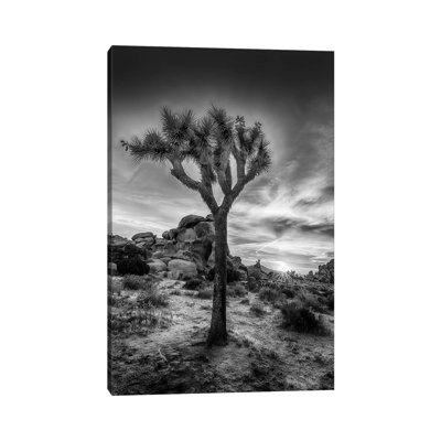 Charming Sunset In Joshua Tree National Park by Melanie Viola - Wrapped Canvas Photograph