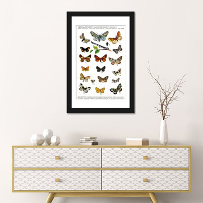 « animal european papillons », impression sur toile