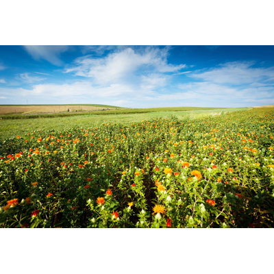 Champ de carthame par Xenotar