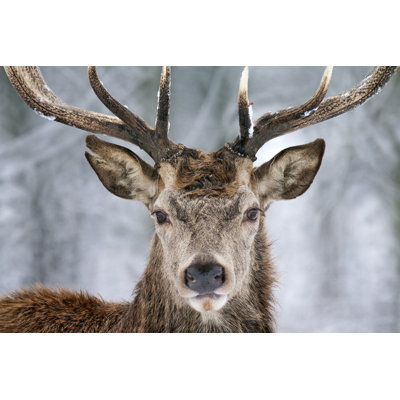Winter Deer - Wrapped Canvas Print