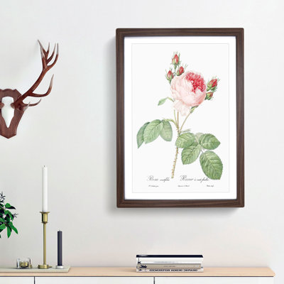 A Pink Cabbage Rose by Pierre-Joseph Redoute - Single Picture Frame Painting