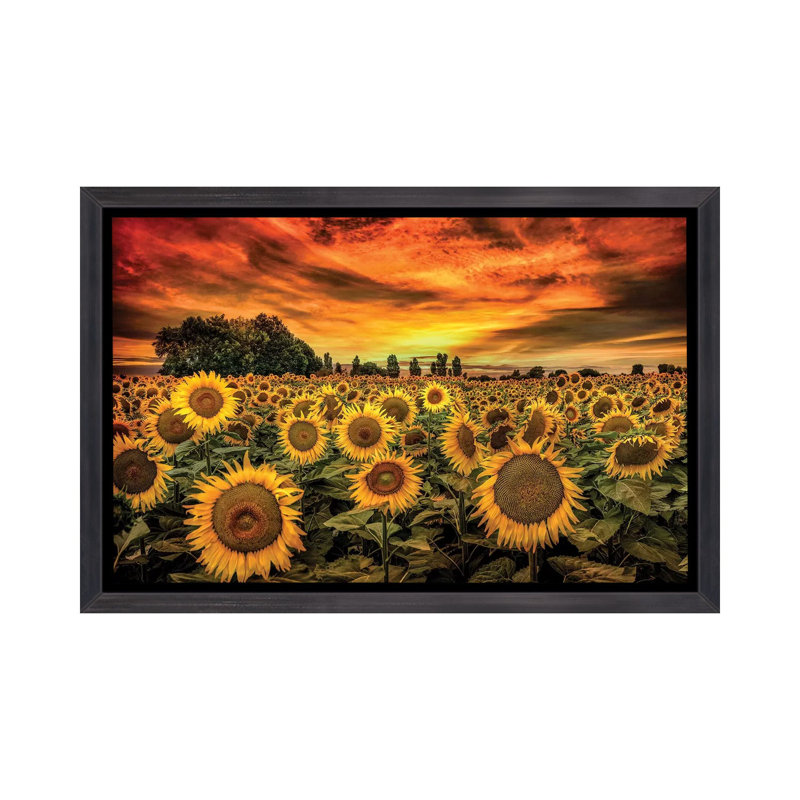 «Tuscany Sunflowers Field» - reproduction, H 18 po x l 26 po x P 1,5 po, Toile avec cadre noir patiné