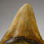 Genuine Megalodon Shark Tooth In Display Box (414 Grams)
