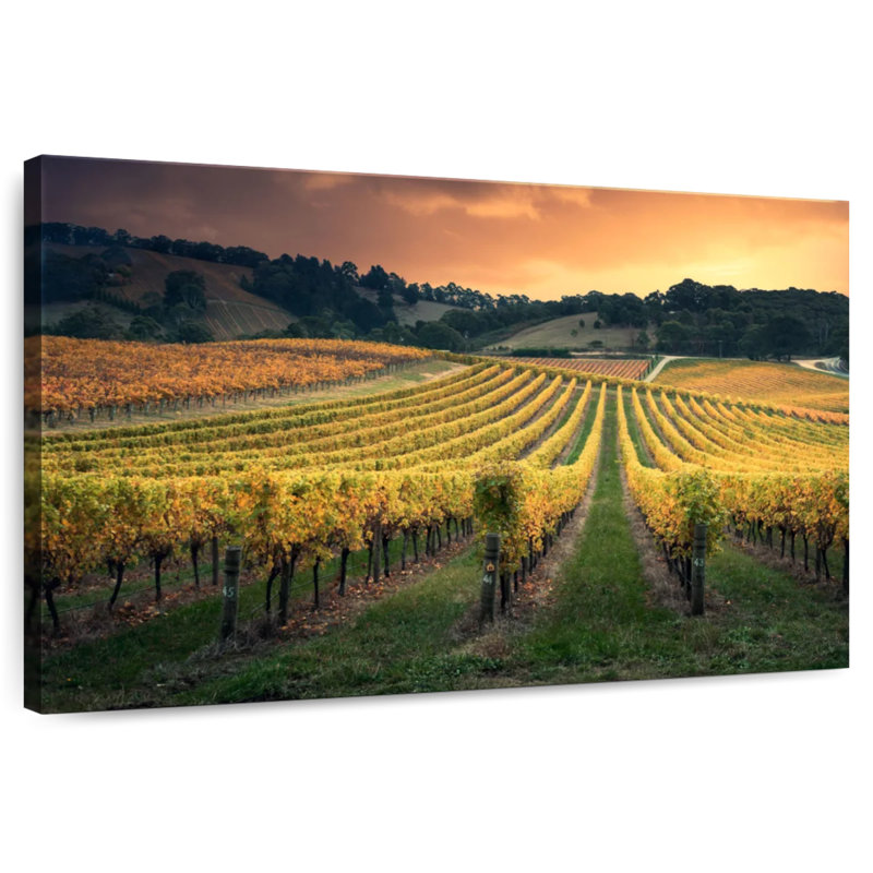 Alvord Golden Australian Vineyard, H 20 po x l 30 po