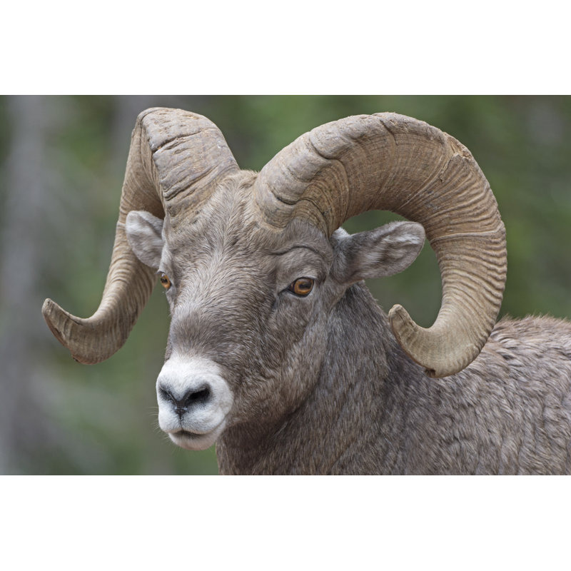 Lamas Big Horn Sheep - Wrapped Canvas Print, 30cm H x 46cm W x 3.8cm D