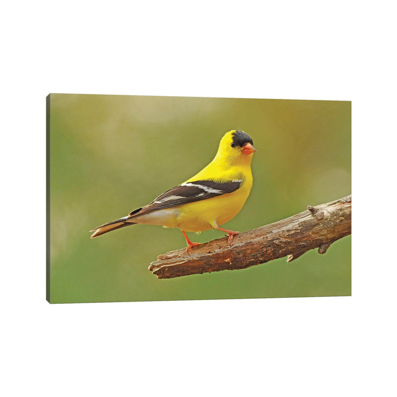 «Gold Finch» par Brian Wolf - photographie sur toile tendue, H 12 po x l 18 po x 1,5 po