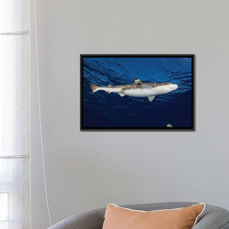 " Blacktip Reef Shark, Yap, Micronesia I " by Andreas Schumacher, 18" H x 26" W x 1.5" D, Black Framed Canvas, No Mat