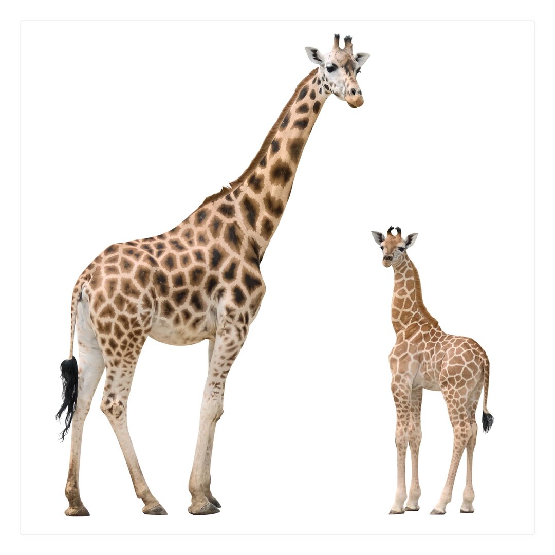 Strukturierte Tapete Giraffe Mother and Child 1,92 m x 192 cm