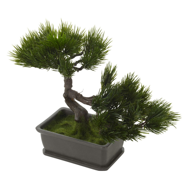 25cm Bonsai Plant in Pot