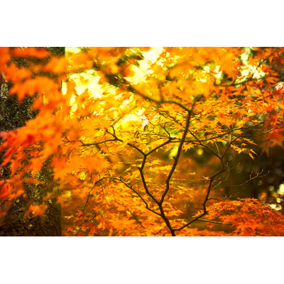 Bellfleur Autumn Leaves - Wrapped Canvas Print